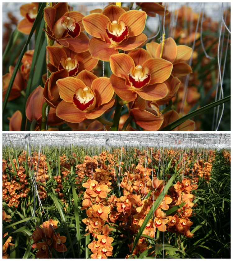 Stunning Cymbidium Orchids | Image courtesy of Kitty Zwinkels